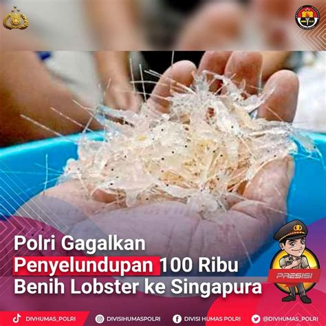 Polri Dan Kkp Gagalkan Penyelundupan Ribu Benih Lobster Primetimes