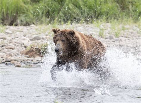 Alaskan Brown Bear Running In Water Stock Photo Image Of Ursus