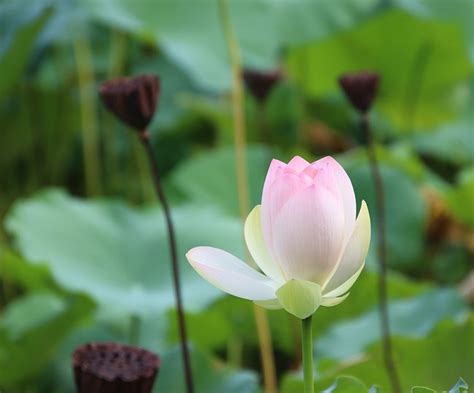 Lotus Blume Lotusblume Pinke Kostenloses Foto Auf Pixabay Pixabay