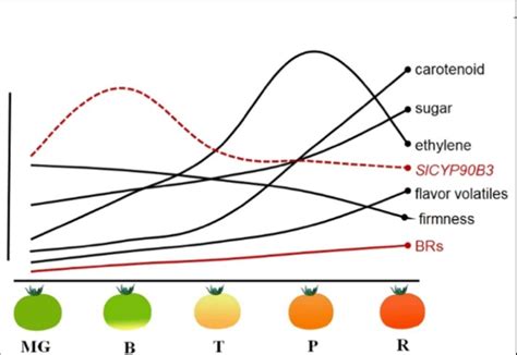 3 Nutritional In Tomato Fruit During Maturation MG Mature Green B