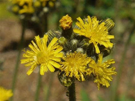 Yellow field flowers | Identify that Plant