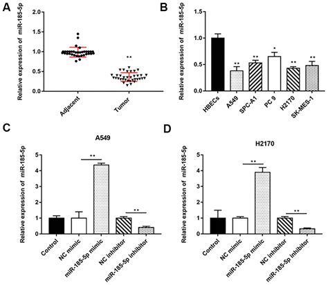 Aging Mir P Targets Rab Gene To Regulate Tumor Cell Derived