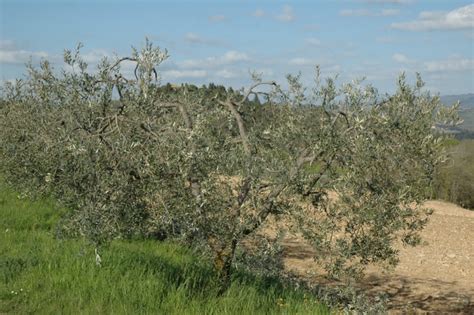 Vaso Policonico Come Potare L Olivo Agronomia Agronotizie