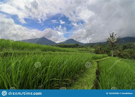 印度尼西亚巴厘岛jatiluwih Rice Terraces 美丽的高原 库存照片 图片 包括有 遗产 范围 182420582