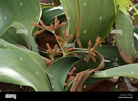 Welwitschia Welwitschia Mirabilis Close Up Of Male Cone Kirstenbosch