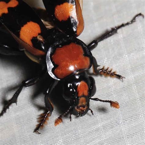 These Are The Top 4 Largest Beetles Crawling Around The Us Az Animals