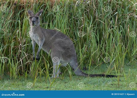 Kangaroo Eating Grass Stock Photos - Download 532 Royalty Free Photos