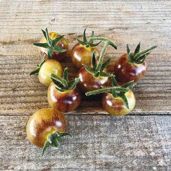 Graines De Tomates Ferme De Sainte Marthe