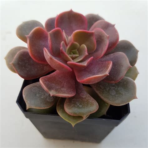 ECHEVERIA VAMPIRE RED BOLL Кактус Київ