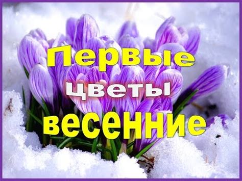 Первые весенние цветы Самые ранние цветы . - YouTube
