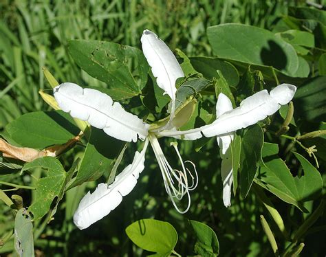 Bauhinia Forficata Known As The Brazilian Orchid Tree Nat Flickr