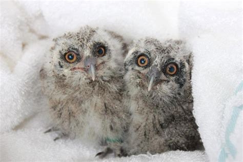 Fluffy, fluffy baby owls in a fluffy, fluffy white towel : aww