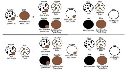 Chocolate Silkie Breeding Chart Artofit