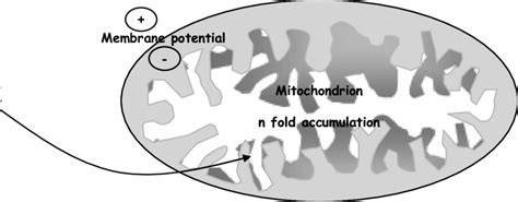 Using Lipophilic Cations To Target Compounds To Mitochondria Enables