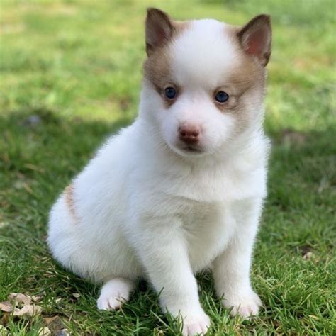 Uriah Chien Pomsky à l adoption Bréval Pet Adoption