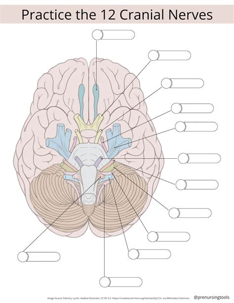 Practice The Cranial Nerves Worksheet Instant Digital Etsy Uk