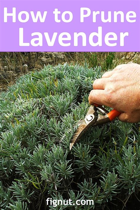 How to Prune Lavender Plant, Bush, Summer and Winter Pruning - FigNut