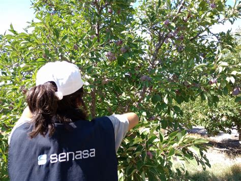 Mendoza ya se han exportado a Brasil más de 200 toneladas de ciruela