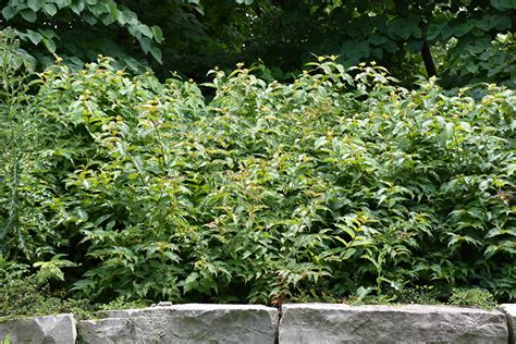 Dwarf Bush Honeysuckle Diervilla Lonicera In Inver Grove Heights