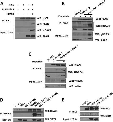 A Sumo1 Sirt1hdac4ubc9 Complex Drives The Etoposide Induced Hic1