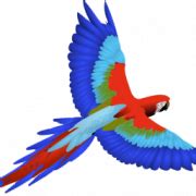 Macaw PNG PNG All