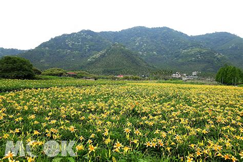 全台唯一水上金針花海 大片金黃呼應雪白山林 景點