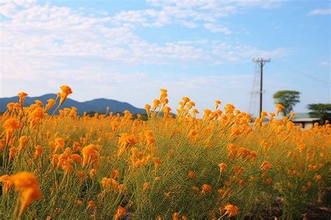 Many Plants With A Yellow Flower Background Namyangju Riverside