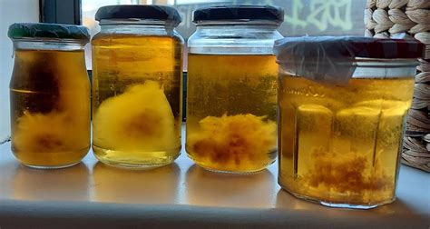 Honey Liquid Cultures Ezmushroom