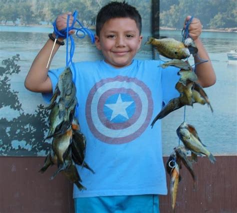 Collins Lake Fish Report Browns Valley Ca Yuba County