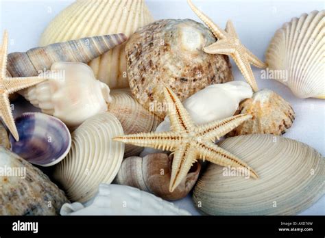 Collection Of Sea Shells Stock Photo Alamy