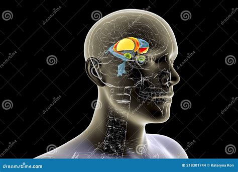 Anatomie Du Striatum Dorsal Du Cerveau Illustration D Illustration