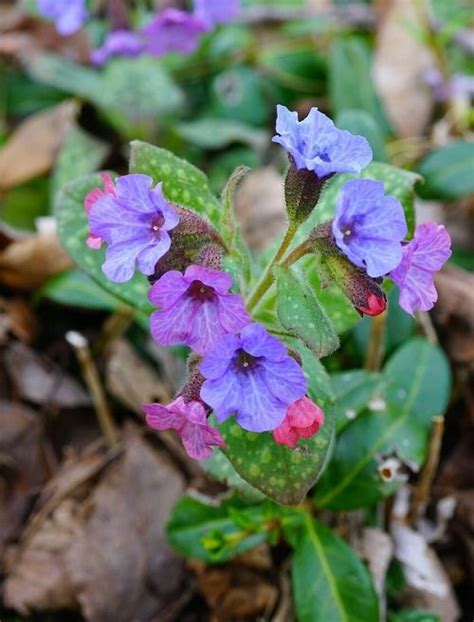 18 Purple Spring Flowers | Balcony Garden Web