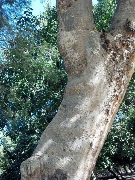 Palo Joso Paleta Vegetal De Hermosillo INaturalist Mexico