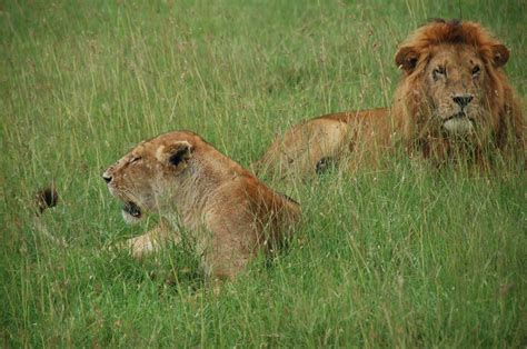 Free Images Prairie Wildlife Africa Mane Rest Fauna Savanna