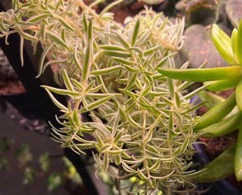 Sedum Lineare Is Not Toxic To Dogs 🐶