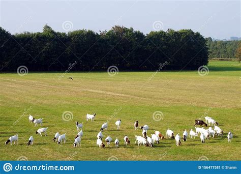 Rebanho Dos Carneiros Imagem De Stock Imagem De Terra