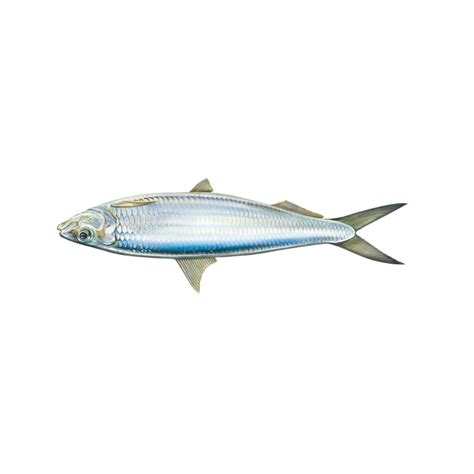 Round Sardinella
