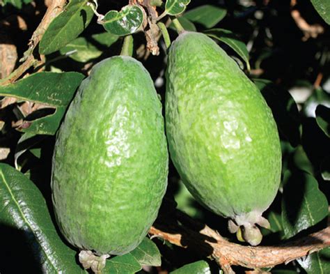 Health Benefits Of Feijoa Hb Times