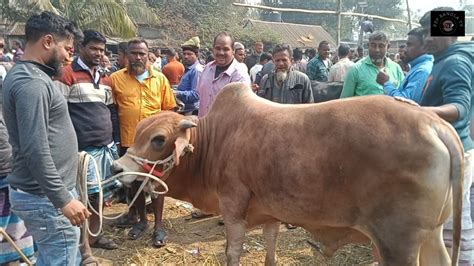 রবিবার ১১ ফেব্রুয়ারী২৪ বগুড়ার ব্যবসায়ীর মাংসেরওজন সহ বড় বড় ষাঁড় গরু কাহারোল হাটে