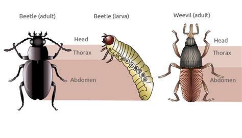 Ground Beetle Life Cycle