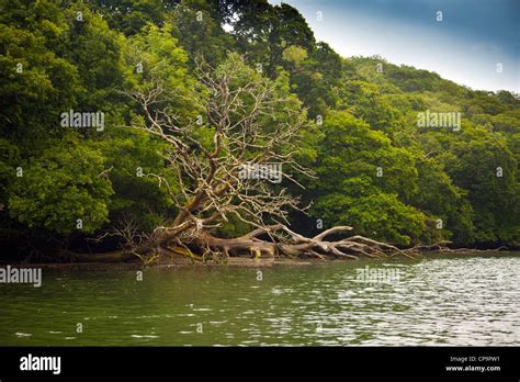 A Fallen Tree In Frenchmans Creek On The Helford River Made Famous