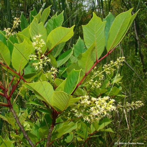 Poison Sumac | Plants, Plant leaves, Sumac