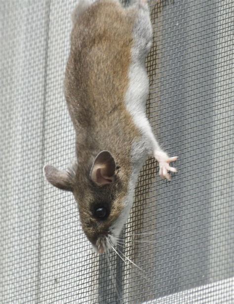 Minnesota Seasons Prairie Deer Mouse