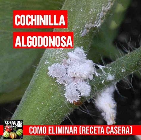 Como Eliminar La Cochinilla Algodonosa Tratamiento Cosas Del Jardin