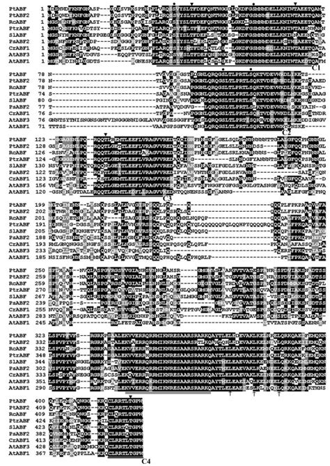 Multiple Alignments Of The Deduced Amino Acid Sequence Of Ptrabf And