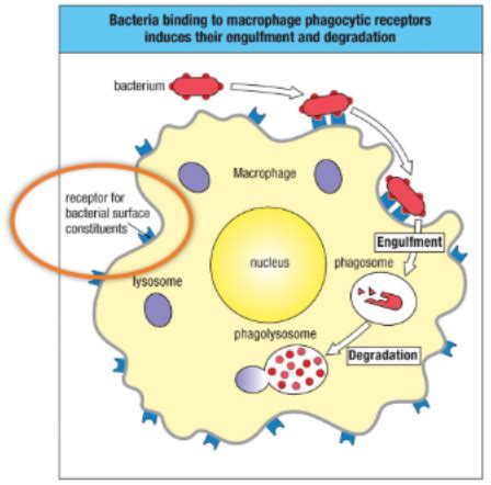 Chapter 3 Part 1 Innate Immunity The Induced Response To Infection