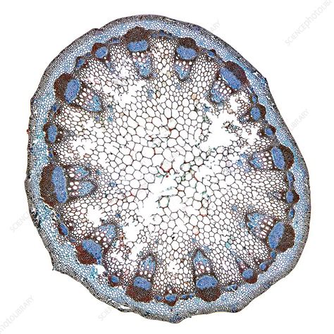 Dahlia Stem Light Micrograph Stock Image C0197068 Science Photo