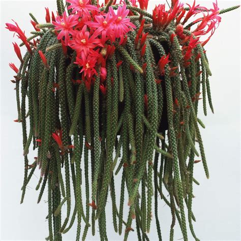 Planta de cactus de cola de rata – Yaxa Colombia