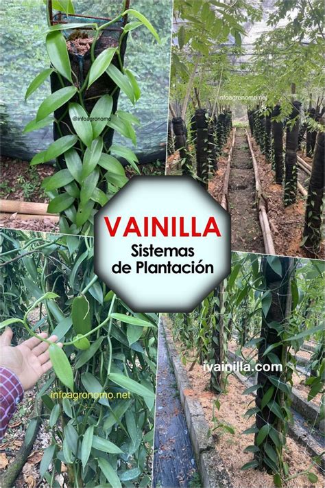 Sistemas de plantación de vainilla InfoAgronomo Vainilla Vainilla