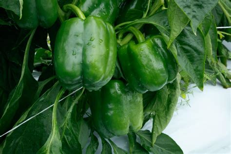 Shogun S Bell Pepper Treated Seed Seedway